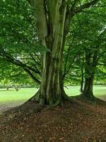 un árbol torcido muy viejo con muchas raíces. foto