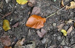 Detailed close up view on a forest ground texture with lots of colorful leaves photo