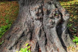 un viejo tronco de árbol en un entorno de paisaje forestal europeo foto