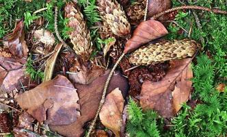 Forest soil texture background. The ground in a forest with pine cones, moss, grass, pine needles, autumn leaves. photo