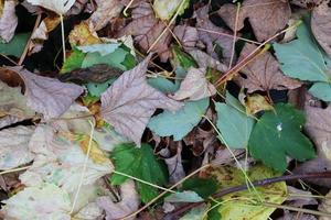 Detailed close up view on a forest ground texture with lots of colorful leaves photo