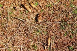 Forest soil texture background. The ground in a forest with pine cones, moss, grass, pine needles, autumn leaves. photo