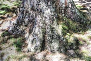 An old tree trunk in a european forest landscape environment photo