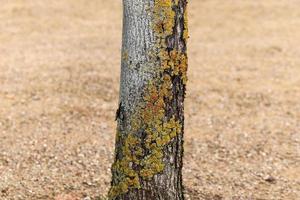 An old tree trunk in a european forest landscape environment photo