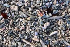 Close up of corals at the beach on the paradise island Seychelles photo