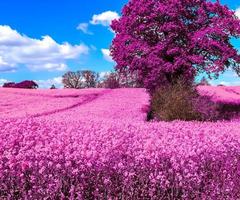 Infra red hyper color shot of flowering rape against a blue sky with clouds. Abstract landscape background with copy space. photo