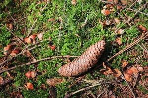 Forest soil texture background. The ground in a forest with pine cones, moss, grass, pine needles, autumn leaves. photo