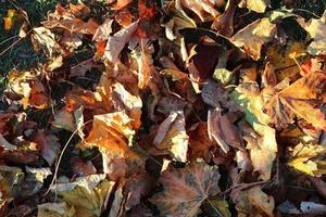 Detailed close up view on a forest ground texture with lots of colorful leaves photo