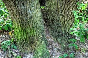 An old tree trunk in a european forest landscape environment photo