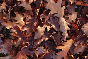 Detailed close up view on a forest ground texture with lots of colorful leaves photo