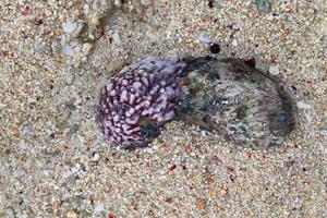 Close up of corals at the beach on the paradise island Seychelles photo