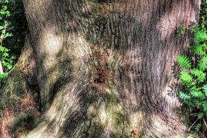 An old tree trunk in a european forest landscape environment photo