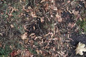 vista detallada de cerca en una textura de suelo forestal con muchas hojas coloridas foto