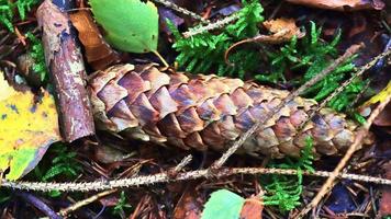 Forest soil texture background. The ground in a forest with pine cones, moss, grass, pine needles, autumn leaves. photo