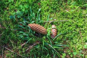 Forest soil texture background. The ground in a forest with pine cones, moss, grass, pine needles, autumn leaves. photo