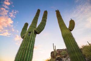 View of Phoenix with  Saguaro cactus photo