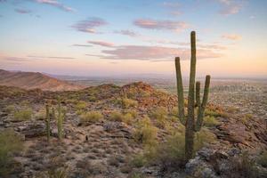 vista de phoenix con cacto saguaro foto