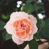 A clear old rose color flower blossom in the garden on a blurry background. photo