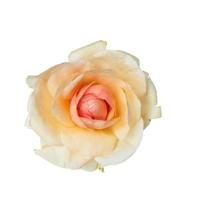 A clear vanilla color rose flower blossom in the garden on a blurry background. photo
