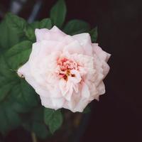 A clear light pink rose flower blossom in the garden on a blurry background. photo