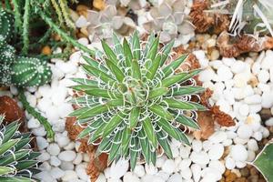 Close-up shot of a round green cactus in a garden surrounded by white stones.flat lay,top-view,top-down. photo
