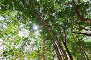 looking up at the sky in the forest with the sunlight. photo