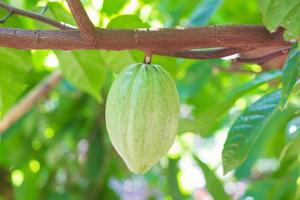 Close-up of unripe cacao fruit on a farm during the day and sunlight. photo