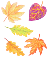 The illustration of autumn leaves png