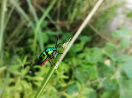 chrysolina fastuosa, comúnmente conocida como escarabajo de la hoja de ortiga muerta, es una especie de escarabajo de una familia de chrysomelidae. foto