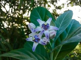 Close view of Purple Crown flower or Giant Indian milkweed on natural background. Calotropis gigantea. Medicinal plant. photo