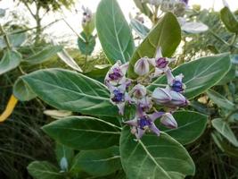 Close view of Purple Crown flower or Giant Indian milkweed on natural background. Calotropis gigantea. Medicinal plant. photo