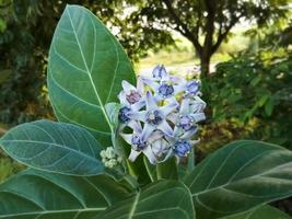 Close view of Purple Crown flower or Giant Indian milkweed on natural background. Calotropis gigantea. Medicinal plant. photo