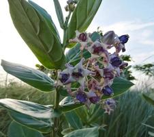 vista cercana de la flor de la corona púrpura o del algodoncillo indio gigante sobre el fondo natural. calotropis gigantea. planta medicinal. foto