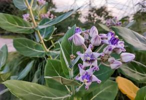 Close up soft purple Crown flower or Giant Indian milkweed on natural background.. Calotropis gigantea. Medicinal plant. photo