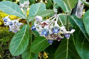 Close view of Purple Crown flower or Giant Indian milkweed on natural background. Calotropis gigantea. Medicinal plant. photo