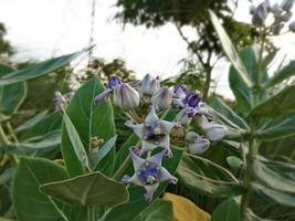 Close view of Purple Crown flower or Giant Indian milkweed on natural background. Calotropis gigantea. Medicinal plant. photo