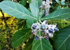 Close view of Purple Crown flower or Giant Indian milkweed on natural background. Calotropis gigantea. Medicinal plant. photo