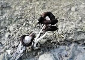 A colony of black toxic mushroom with muddy background. photo