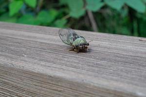 Locust on wood Red Rock Canyon 8.13.22 photo