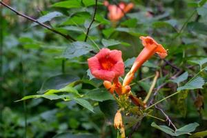 Campsis Radicans Red Rock Canyon 8.13.22 photo