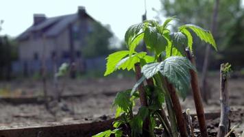 Small young raspberry bush in the ground. Gardening concept. Planting raspberry seedlings in spring. Sprout of a berry bush in bright daylight in spring. Growing raspberries on a fruit farm or garden. video