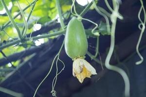 Wax Gourd Chalkumra  organic vegetable. Ash Gourd Winter Melon Seeds. Benincasa hispida photo