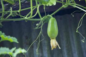 Wax Gourd Chalkumra  organic vegetable. Ash Gourd Winter Melon Seeds. Benincasa hispida photo