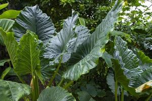 Green Alocasia or Elephant ear Natural Texture background photo