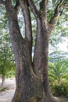 the biggest tree in the forest with a greenery view photo