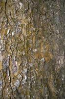 The textured background of old Big tree bark Covered small green Moss photo