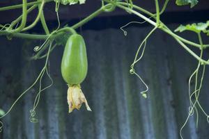 Wax Gourd Chalkumra  organic vegetable. Ash Gourd Winter Melon Seeds. Benincasa hispida photo