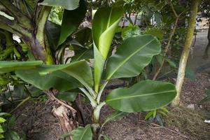 Green Banana tree in the garden, banana plantation, leaves of a banana  Natural view photo