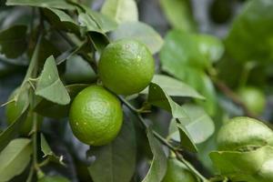 Fresh green raw lemon in the Garden tree. Testy lemon fruits. Refreshing summer drink ingredient photo