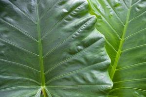 alocasia verde o fondo de textura natural de oreja de elefante foto